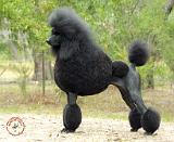 Poodle Standard